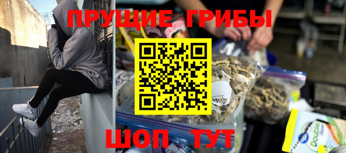 Псилоцибиновые грибы Psilocybe Великий Новгород